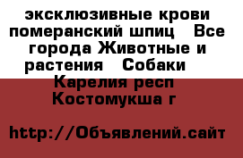 эксклюзивные крови-померанский шпиц - Все города Животные и растения » Собаки   . Карелия респ.,Костомукша г.